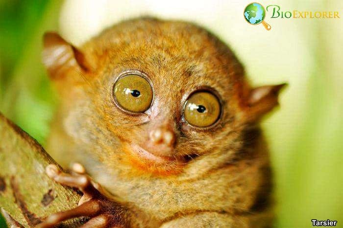 Tarsier