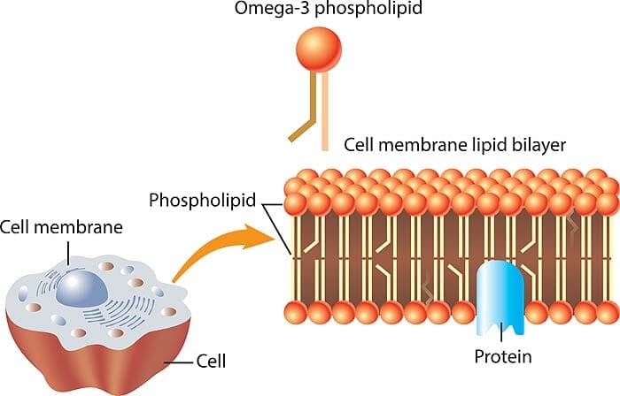 Triglycerides