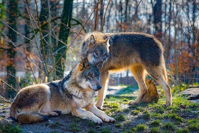 Wolves Animal Food Chain