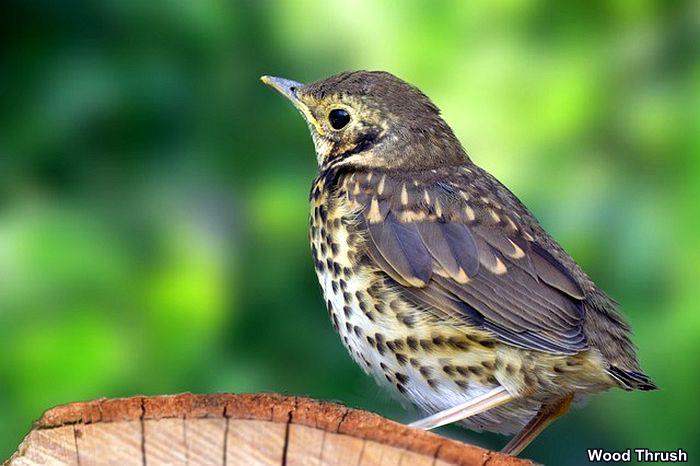 Wood Thrush