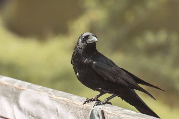 How big is a carrion crow?