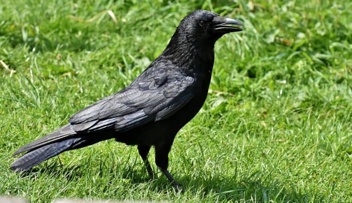 Are carrion crows protected in the UK?