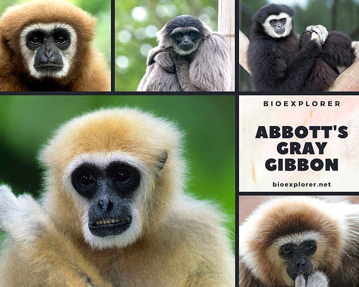 Abbott's Gray Gibbon