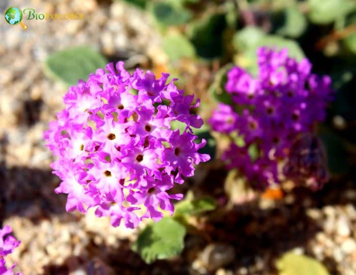 Abronia Villosa Plant