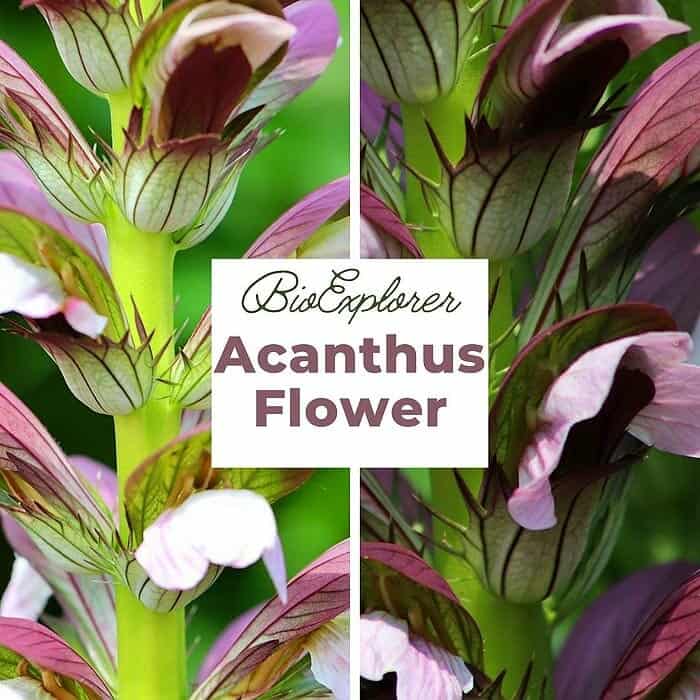 Acanthus