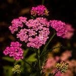 Achillea Flower