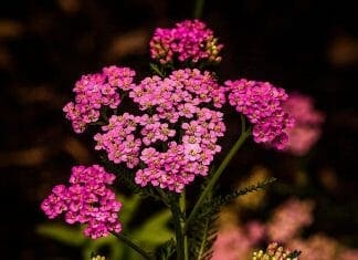 Achillea Flower