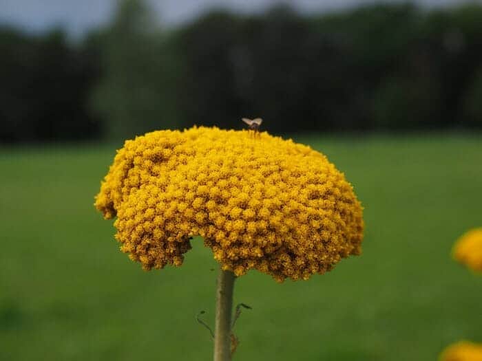 Achillea Filipendulina