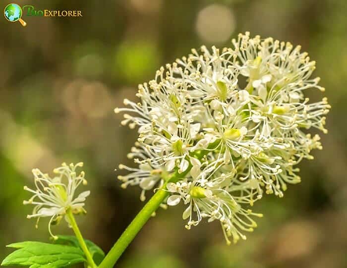 White Baneberry