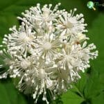 Actaea spicata baneberry