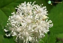 Actaea spicata baneberry