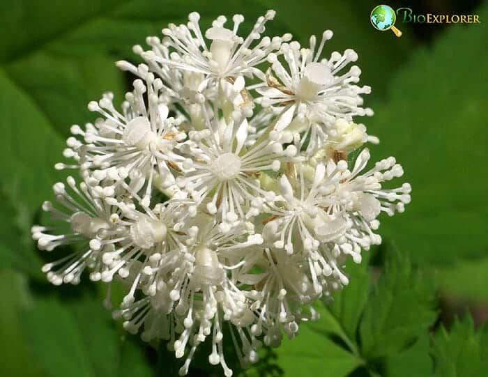 Actaea spicata baneberry