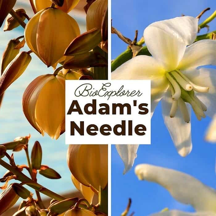 Adam's Needle