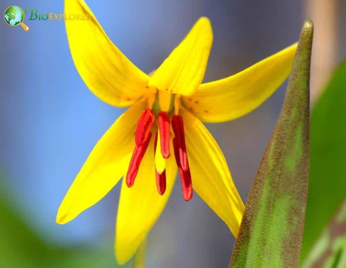 Adder’s Tongue