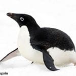 Adelie Penguins