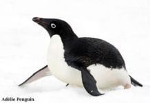 Adelie Penguins