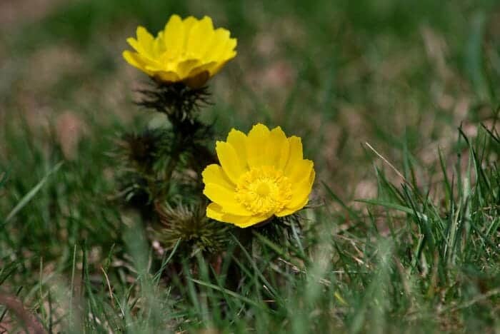 Adonis Vernalis