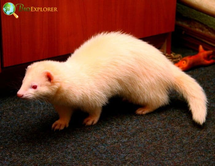 Adopting An Albino Ferret