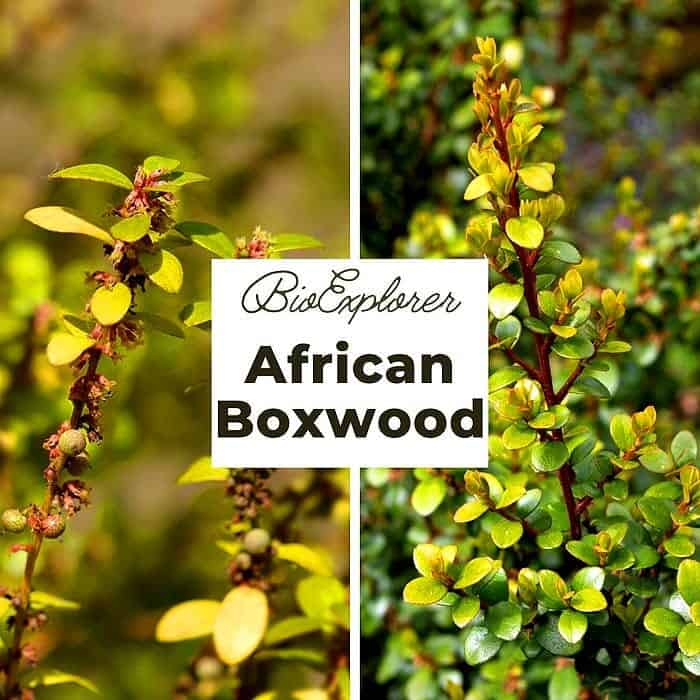 African Boxwood Flower