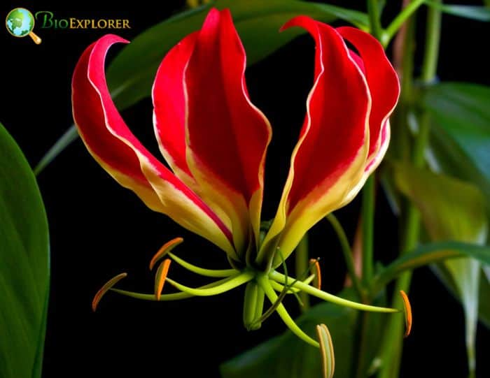 African Flame Lily F