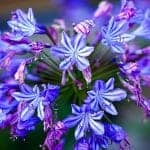 Agapanthus (African Lily Flower)