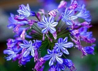 Agapanthus (African Lily Flower)