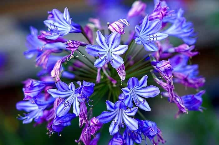 Agapanthus (African Lily Flower)