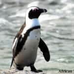 African Penguin