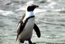 African Penguin