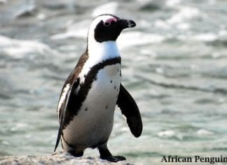 African Penguin