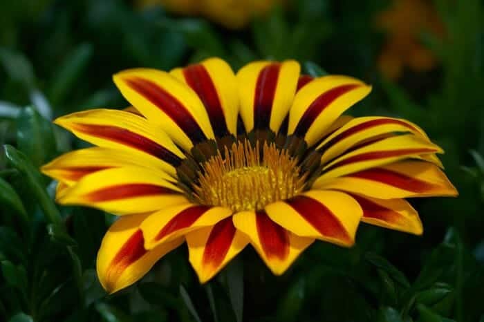 African daisy