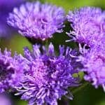 Ageratum (silk flowers)