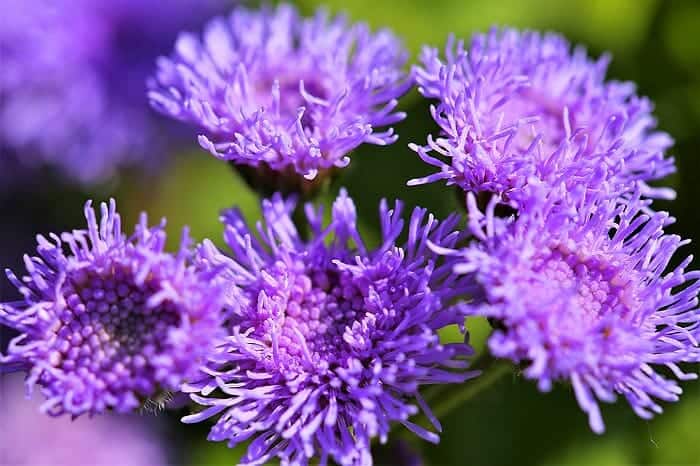 Ageratum (silk flowers)