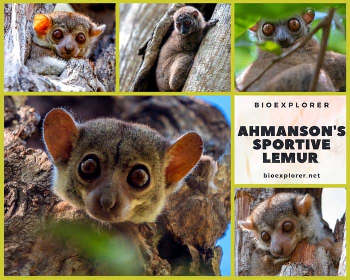 Ahmansons Sportive Lemur