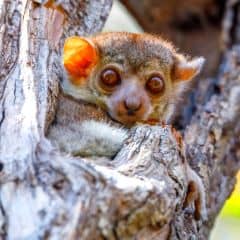 Ahmanson's sportive lemur