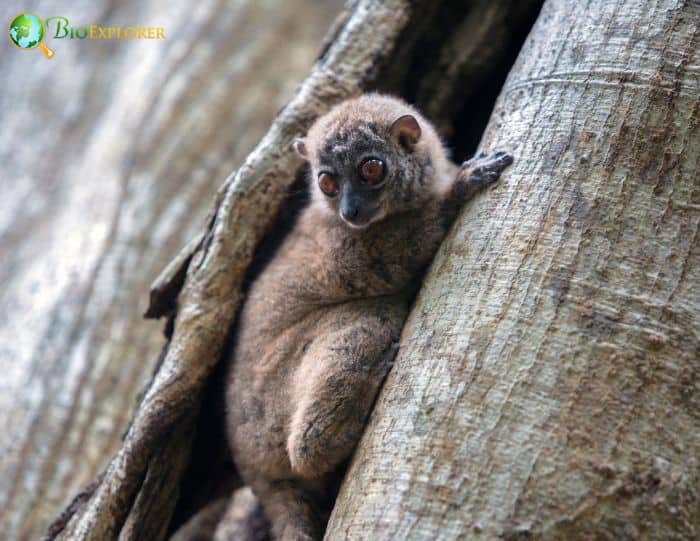 Ahmansons Sportive Lemur