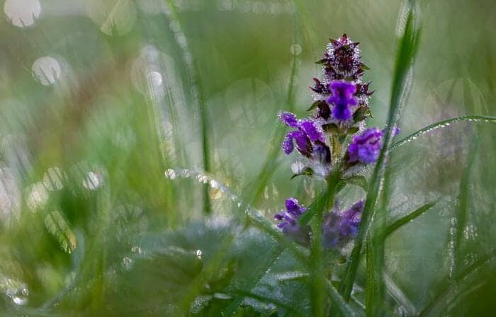 Ajuga Reptans