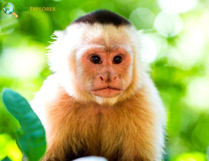 Albino Capuchin