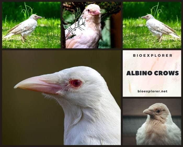 Albino Crows