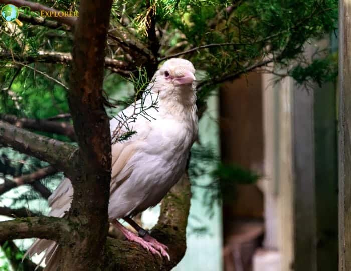 Albino Crows In Captivity