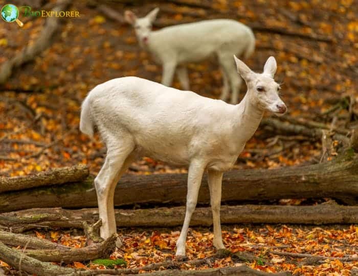 Albino Deer Controversies