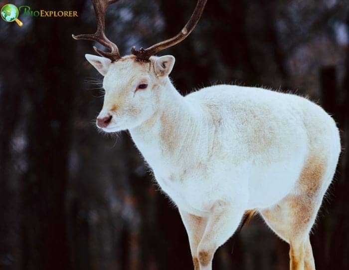 Albino Deer Fun Facts