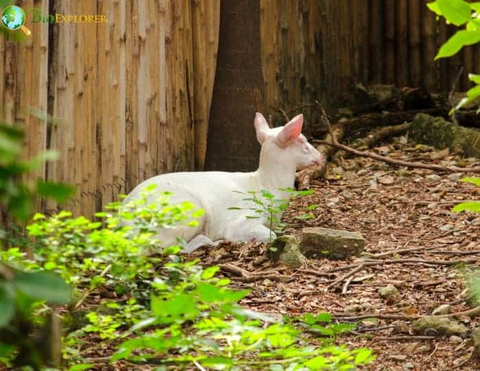 Albino Deer In Captivity