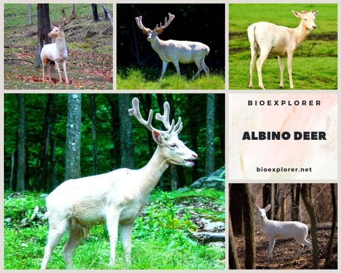 Albino Deer