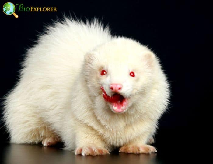 Albino Ferrets As Pets Pros and Cons