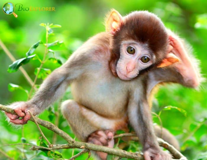 Albino Macaque