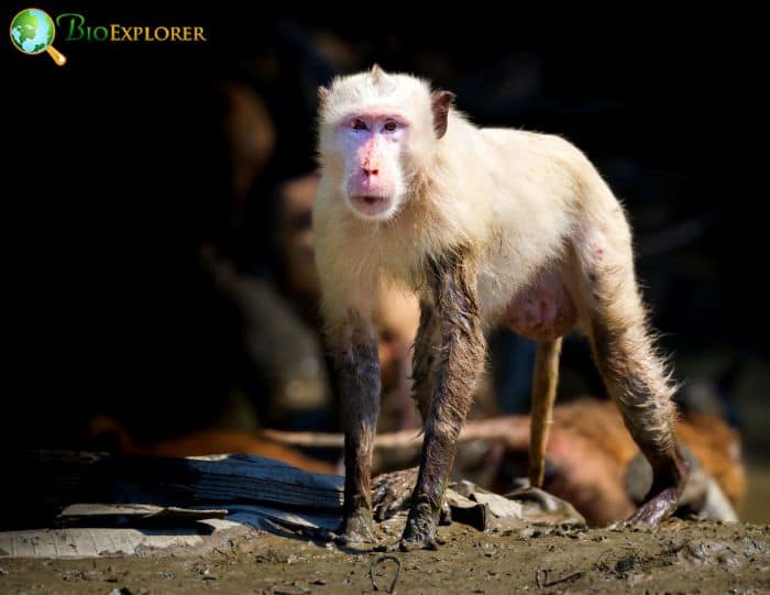 Albino Monkeys In The Wild