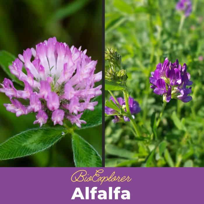 Alfalfa (Medicago sativa)