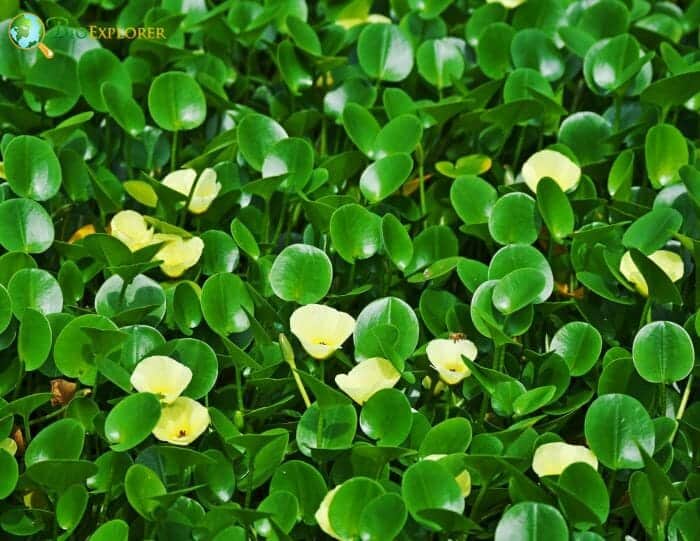 Alismatales Flowers Role In Reproduction