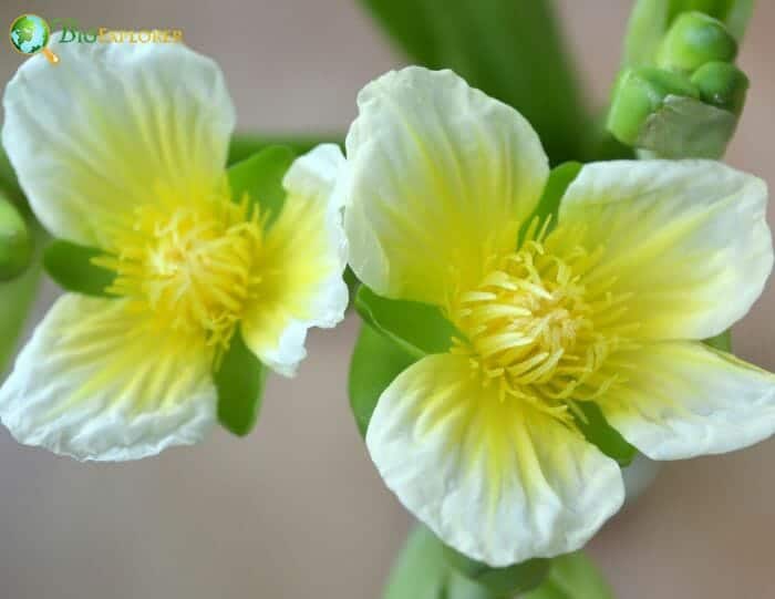 Alismatales Flowers Structure